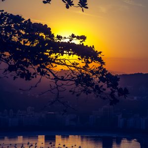 pexels-pixabay-208357